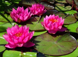 Liliewodne